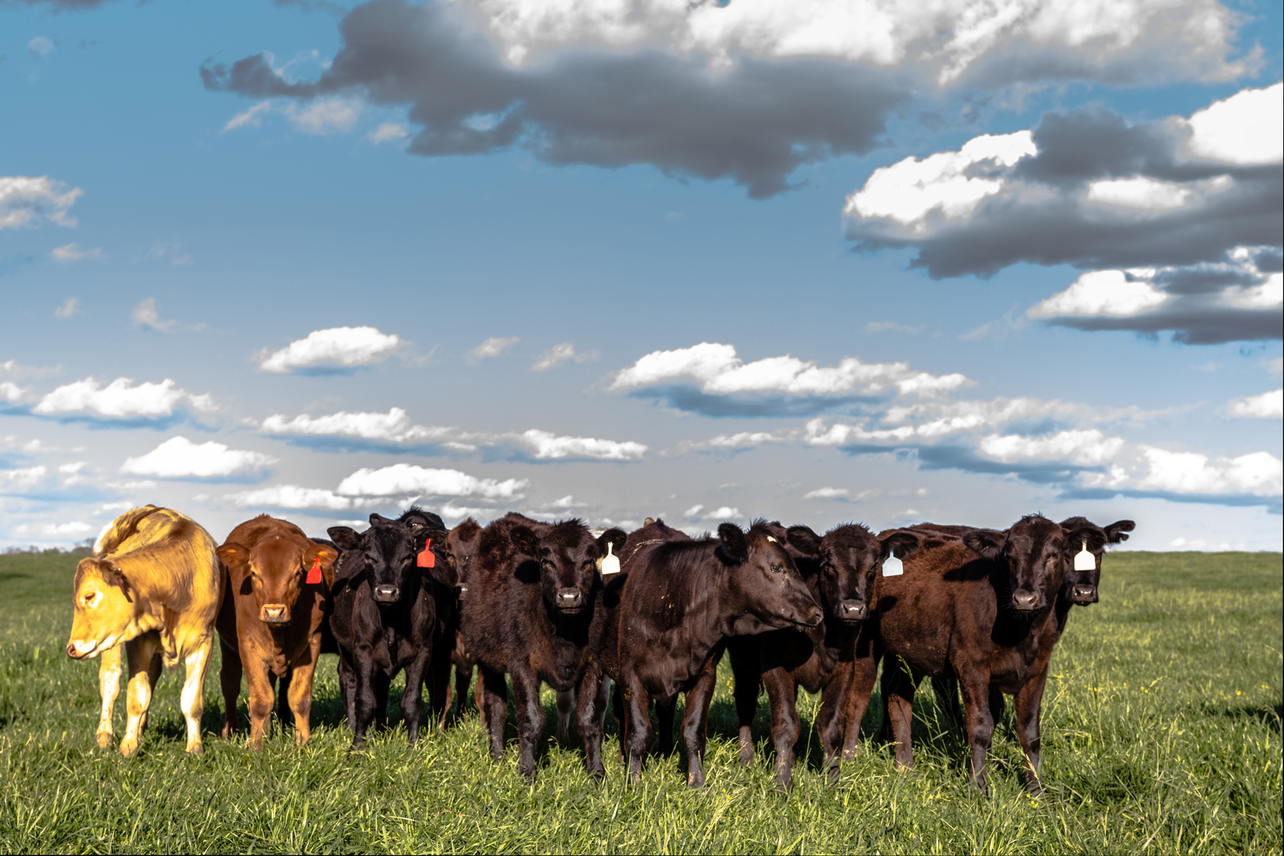 Internal Parasites Threaten Herd Performance and Profits
